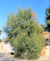 Tamarix aphylla