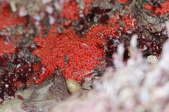 Endectyon hispitumulus