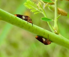 Homalodisca ichthyocephala