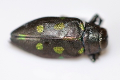 Actenodes auronotatus