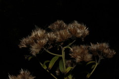 Pentanema squarrosum