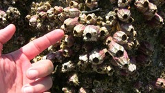 Megabalanus coccopoma