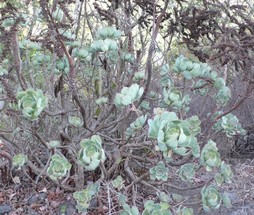 Aeonium gomerense