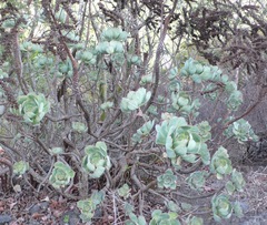 Aeonium gomerense