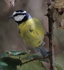 Cyanistes teneriffae teneriffae