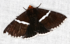 Buzara frontinus