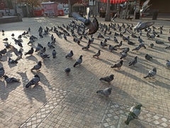Columba livia domestica