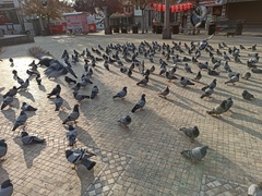 Columba livia domestica