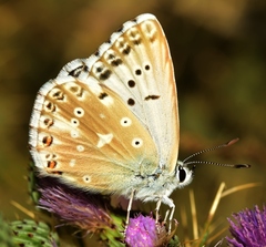 Polyommatus albicans