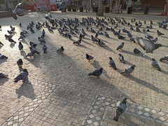 Columba livia domestica