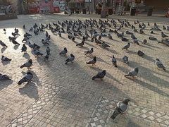 Columba livia domestica