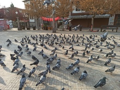 Columba livia domestica