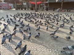 Columba livia domestica