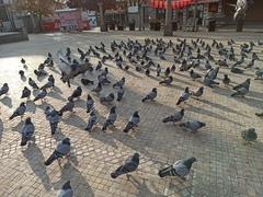 Columba livia domestica
