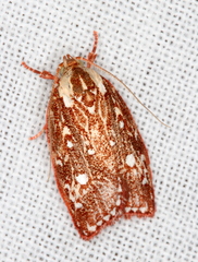 Euchaetis metallota