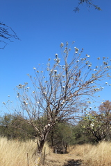 Ipomoea murucoides