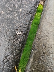 Bryum argenteum