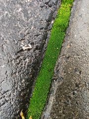 Bryum argenteum
