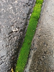 Bryum argenteum