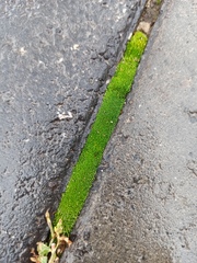 Bryum argenteum
