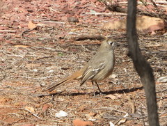 Drymodes brunneopygia