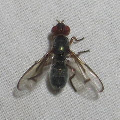Senopterina caerulescens