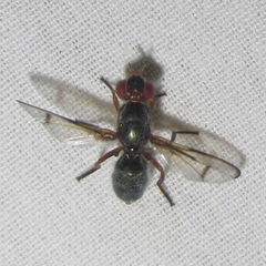 Senopterina caerulescens