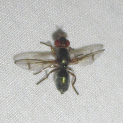 Senopterina caerulescens