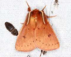 Anthela ferruginosa