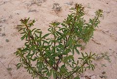 Cleome amblyocarpa image