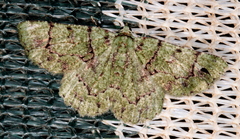 Aeolochroma hypochromaria