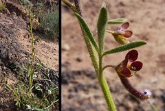 Cleome amblyocarpa image