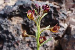 Cleome amblyocarpa image