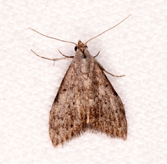 Nola pleurosema