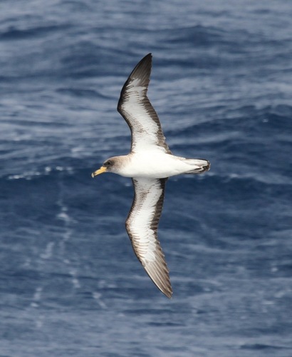 Cory's Shearwater