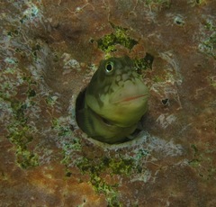 Ophioblennius atlanticus