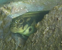 Ophioblennius atlanticus