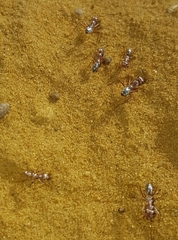 Cataglyphis bombycina