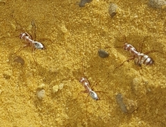 Cataglyphis bombycina