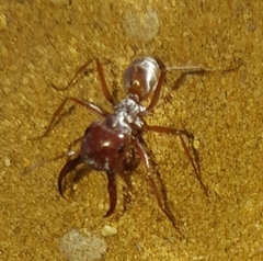 Cataglyphis bombycina