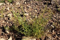 Cleome amblyocarpa image