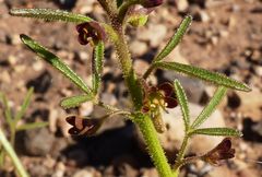 Cleome amblyocarpa image