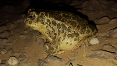 Bufotes boulengeri
