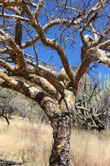 Bursera fagaroides