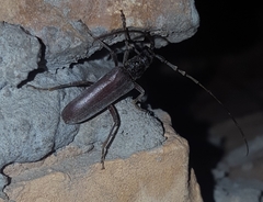 Derolus mauritanicus