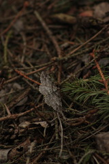 Paradarisa consonaria