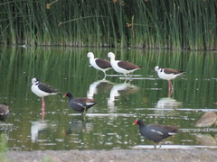 Recurvirostra andina