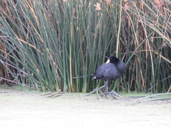 Fulica ardesiaca