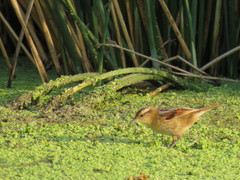 Phleocryptes melanops