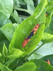 Dysdercus cingulatus